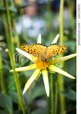 Dahlia and the butterfly butterfly 18016891