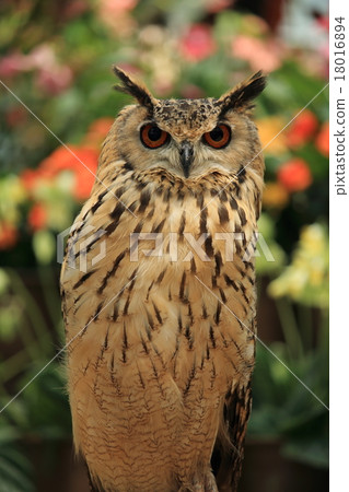 Owl 18016894
