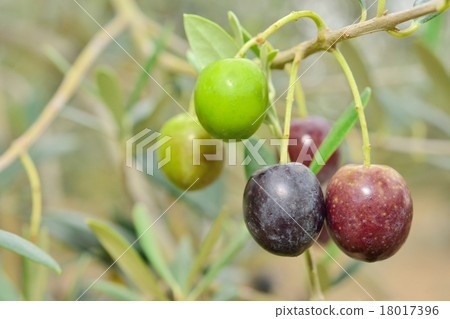 Olive fruit 18017396