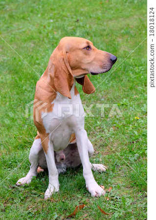 Typical Swiss Hound  on a green grass 18018124
