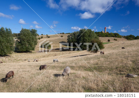 On pasture at Cape Arcona, Ruegen Island 18018151