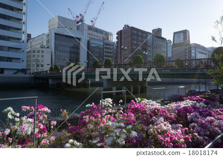 Yuan Wan Bridge and Azalea Flower 18018174