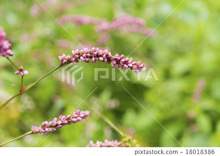 桃花心木 18018386