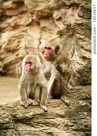Japanese macaques 18018657