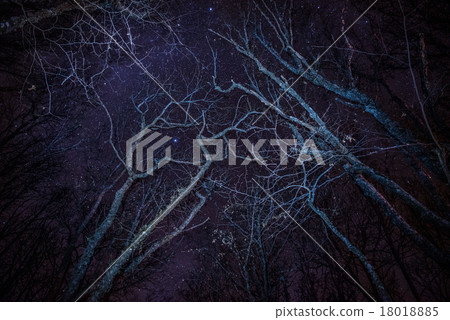 Forest, cozy fire and blue night sky Forest, cozy fire and blue night sky 18018885