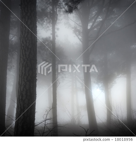 Misty forest Misty forest 18018956