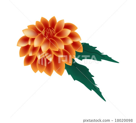 Orange Dahlia Flower on A White Background - Stock Illustration