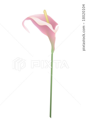 Pink Anthurium Flower or Flamingo Flower on White 18020104