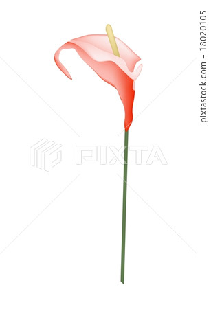 Red Anthurium Flower or Flamingo Flower on White Red Anthurium Flower or Flamingo Flower on White 18020105