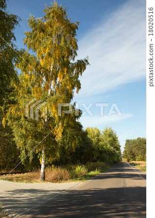 Poland.High birch tree, growing near the road. Poland.High birch tree, growing near the road. 18020516