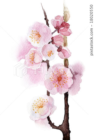 Hand Painted Wild apricot, cherry 18020550
