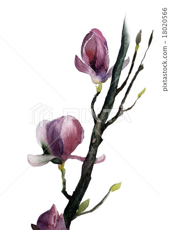 Watercolor of Magnolia flowers 18020566