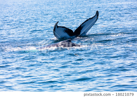 Whale, cape cod 18021079