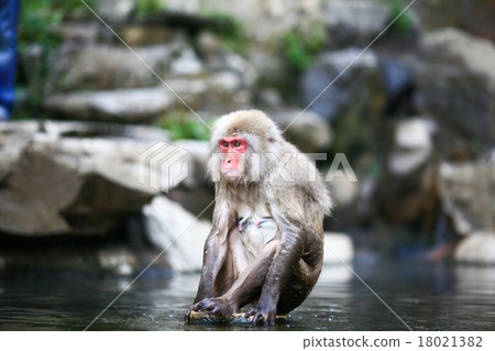 A monkey entering a hot spring A monkey entering a hot spring 18021382