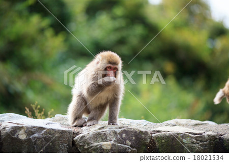 Japanese macaques Japanese macaques 18021534