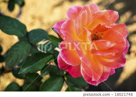 Memories of Rose Anne Frank in Autumn 18021748