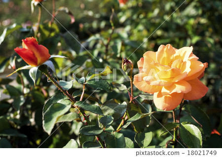 Memories of Rose Anne Frank in Autumn 18021749