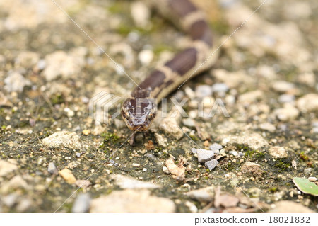 Creatures Reptiles Saxis Madara, a subspecies of 'red mosaic' that lives in East Asia seems to be in Miyako, Yaeyama 18021832