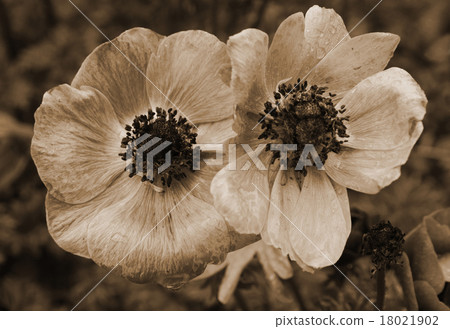 Poppies with water drops. In Sepia toned.  18021902