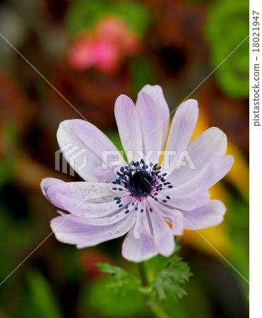 Anemones Anemones 18021947