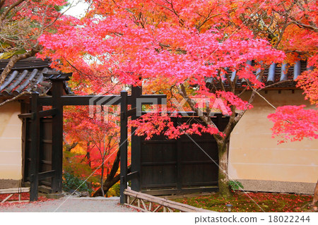 Meeting of autumn leaves in the precincts 18022244