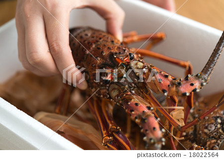 Shrimp Ise Shrimp Ise 18022564