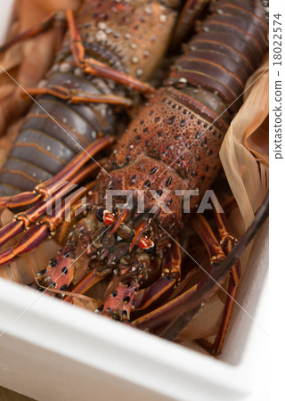 Shrimp Ise 18022574
