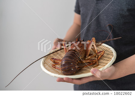 Shrimp Ise Shrimp Ise 18022602