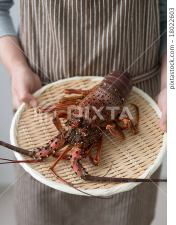 Shrimp Ise Shrimp Ise 18022603