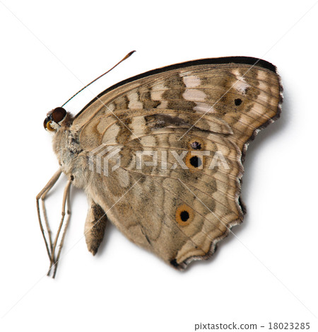 dead butterfly 18023285