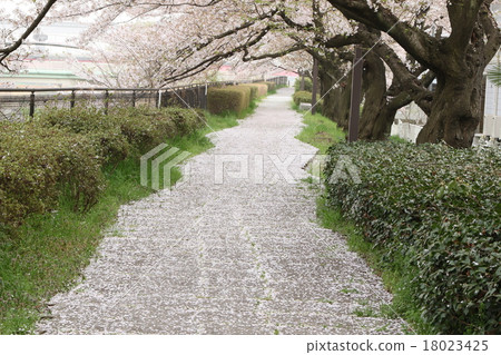 Impression of spring Sakura carpet 18023425