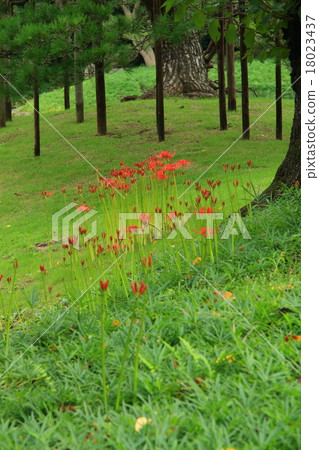 Higambuna Higambuna 18023437