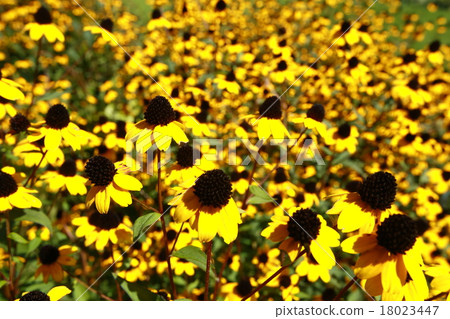 Rudobekia 18023447