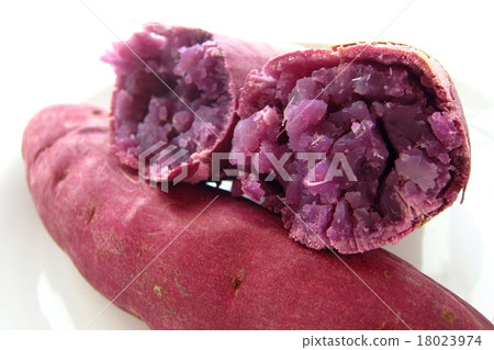 白薯白薯紅薯紅薯 18023974