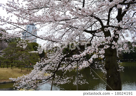 小石川後樂園的櫻花 18024191