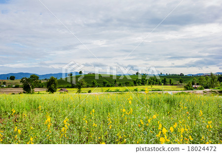 sunhemp flower sunhemp flower 18024472