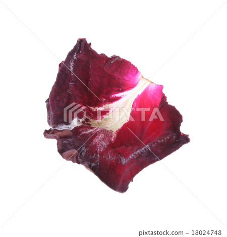 petal rose flower isolated on white background 18024748