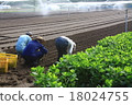 國家農場工作 18024755
