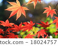 秋天的落葉 18024757