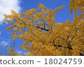 秋天的落葉 18024759