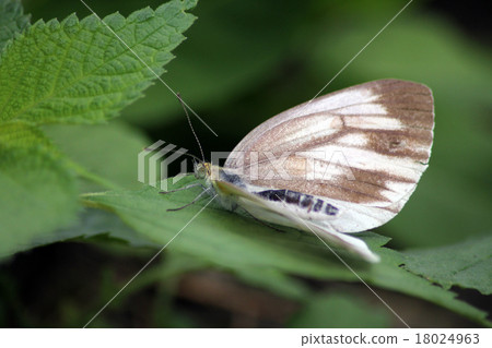 Scribe grown white bird female 18024963