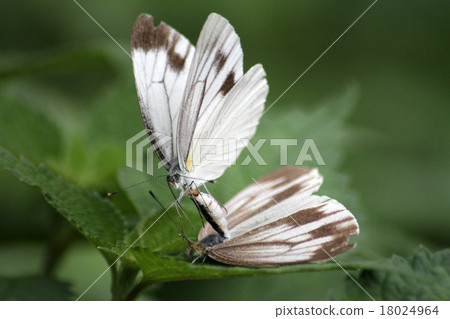 Male from the rejected matings Maggots 18024964