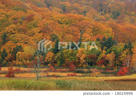 Autumn leaves of Hachimantai Onuma 18024999