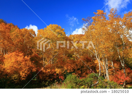 Autumn leaves of Hachimantaira 18025010