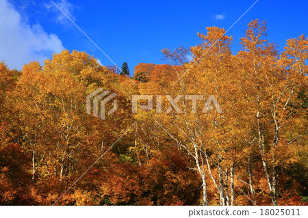 Autumn leaves of Hachimantaira 18025011