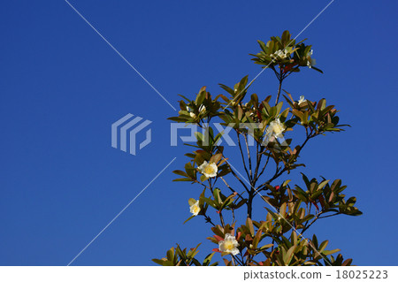 Taiwan Tsubaki is called Gordonia. 18025223