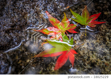 Fall season 18025229