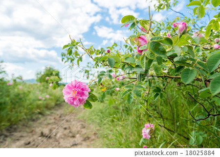 Damask rose Damask rose 18025884