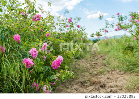 Damask rose 18025892