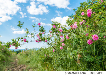 Damask rose Damask rose 18025893